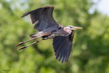 GBHFlight-321.jpg