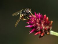 Fly.jpg