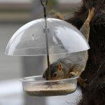 Squirrel.jpg