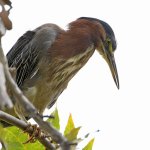 GreenHeron2.jpg