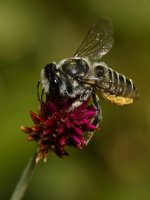 BeeFly6.jpg