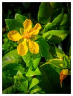 yellow-morning-1.jpg