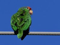 Parrot2.jpg