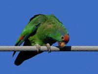 Parrot4.jpg