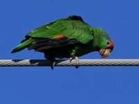 Parrot8.jpg
