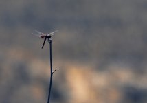 ROY_2945_01.JPG