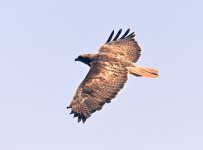 ROY_3012.JPG