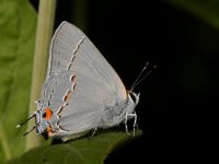 GrayHairstreak4.jpg