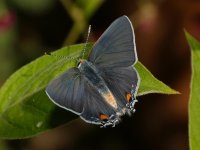 GrayHairstreak5.jpg