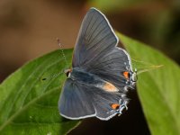 GrayHairstreak6.jpg