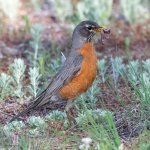 RobinWorm-321.jpg