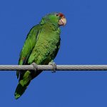 Parrot9.jpg