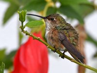 Hummer3.jpg