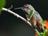 Hummer5.jpg