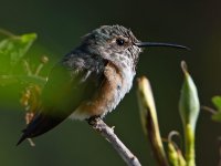 Hummer9.jpg