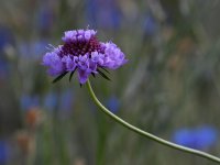 ConeFlower.jpg