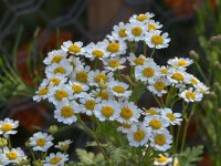 Daisy.jpg