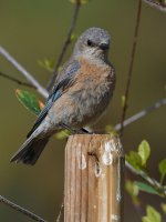 Bluebird.jpg