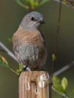 Bluebird5.jpg