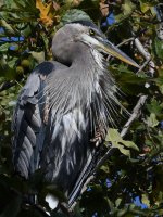 BlueHeron4.jpg