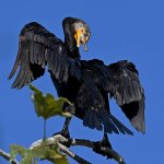 Cormorant.jpg