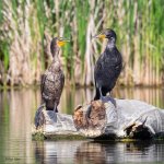 CormorantDuo-321.jpg
