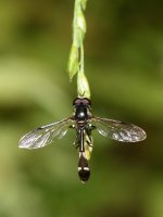 AphidFly.jpg