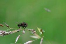 Critter-2.jpg