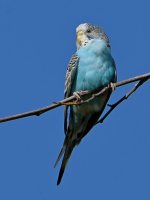Parakeet3.jpg