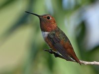 Hummer5.jpg