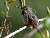 Hummer15.jpg