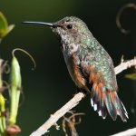Hummer20.jpg