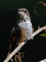 Hummer21.jpg