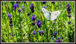 _7507088-Enhanced.jpg
