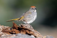 GreenTailedTowhee-322.jpg