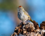 GreenTailedTowhee-321.jpg