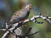 Dove.jpg
