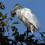Egret2.jpg