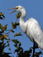 Egret5.jpg