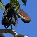 GreenHeron2.jpg