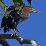 GreenHeron4.jpg
