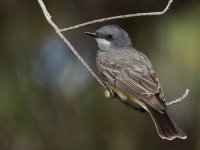 Kingbird6.jpg