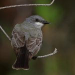 Kingbird8.jpg