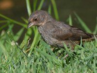 Towhee3.jpg