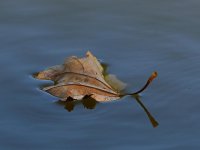 Leaf.jpg