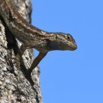 Lizard.jpg