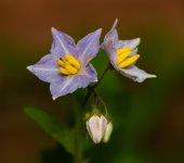 Puprle Yellow Flower 2 (1 of 1).jpg