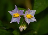 Puprle Yellow Flower 1 (1 of 1).jpg