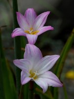 Lilies.jpg