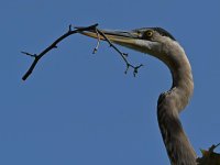 BlueHeron2.jpg